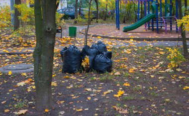 Sonbahar yapraklarını toplama zamanı.