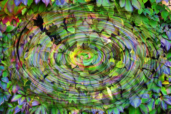 Herbst Whirlpool Aus Traubenblättern — Stockfoto