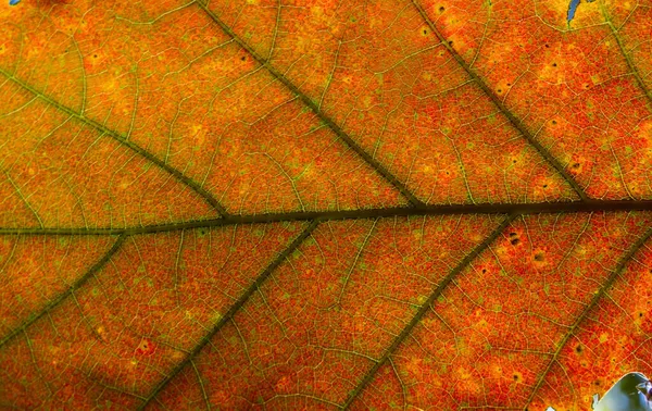 Крупный План Красного Осеннего Листа Макросхема — стоковое фото