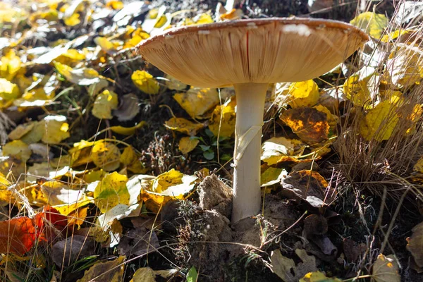 Mantar mantarlı muscaria resmi.