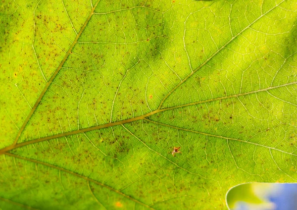 Detailní Záběr Zeleného Podzimního Listu Vzor Maker — Stock fotografie