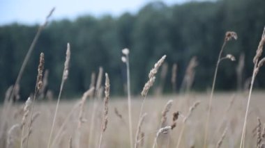 Ormanın yakınında hareket eden açık kahverengi çavdar tarlası..