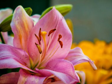 Sarı kabartmalı pembe zambak.