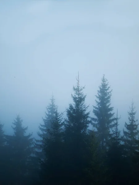 Arbres de Noël dans le brouillard dans les montagnes — Photo
