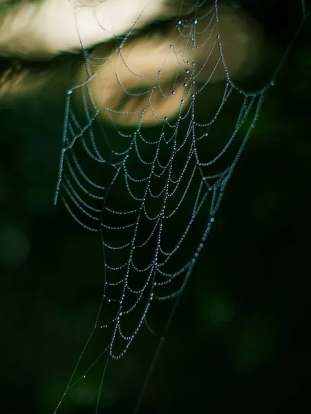 Spinnweben im Morgentau vor dem Hintergrund von Tannenzweigen — Stockfoto