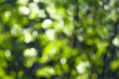 bahar arkaplanı, güneş ışığında yeşil taze yapraklar, bulanık