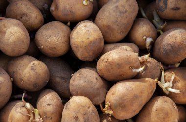 Patatesler güneşte yatıyor, filizlenmiş filizlerle ekilmeye hazır.