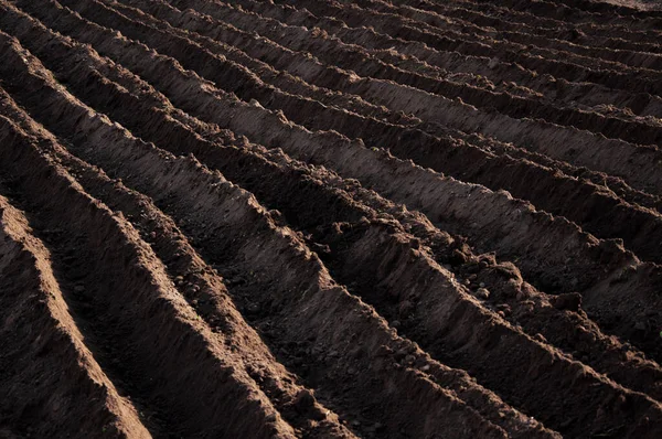 种植马铃薯用的土壤,由一排摩托车制成 — 图库照片