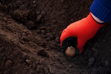 Kırmızı eldivenli bir el, patatesleri hazır bir yere, robotları bahçeye yerleştirir.