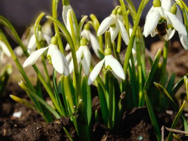 Kapalı kartopu çiçekleri ya da sıradan kar damlaları. Galanthus nivalis. Amaryllidaceae familyasından bitkiler.