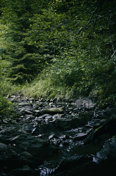 Río de montaña, paisaje forestal. Paisaje tranquilo en medio de un bosque verde — Foto de Stock