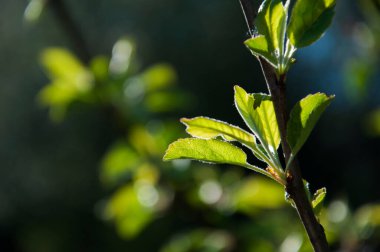 Genç yeşil yapraklar güneşin aydınlattığı kiraz ağacının dalında.