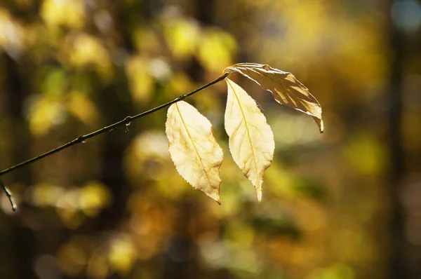 Gałąź z jesiennymi żółtymi liśćmi na rozmytym tle — Zdjęcie stockowe