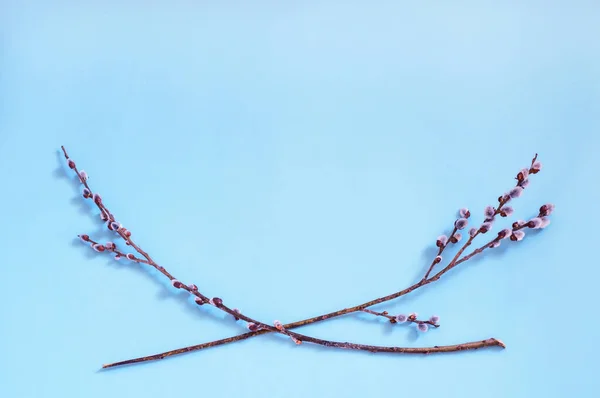 Frühling, blühende Weidenzweige liegen in Form eines Rahmens auf blauem Grund — Stockfoto