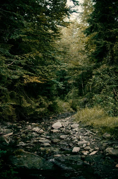 Um córrego de montanha flui em florestas densas escuras nas encostas das montanhas — Fotografia de Stock