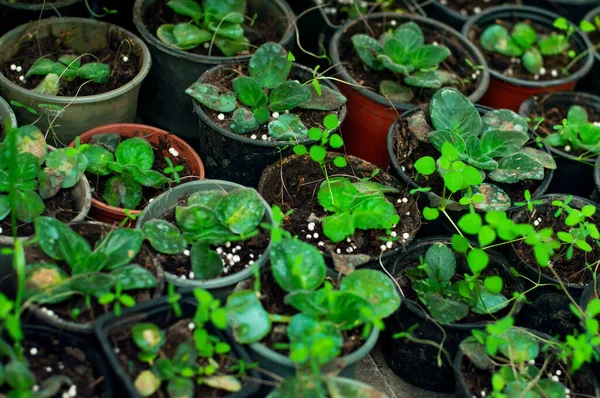 Lots of potted indoor plants, winter garden, gardening — Foto Stock