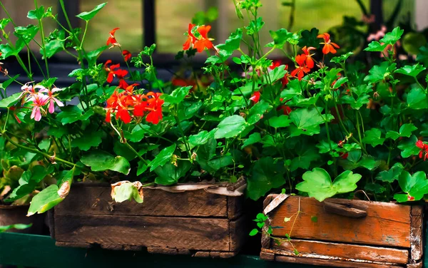 在冬季花园种植的开花的室内植物，温室 — 图库照片