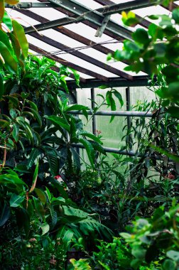 Botanik bahçesinde yetişen kapalı bitkiler. Camın altındaki sera