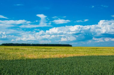 Açık güneşli bir günde mavi gökyüzü olan yeşil buğday tarlası. Yüksek kalite fotoğraf