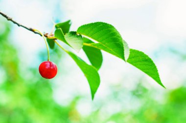 Ağaç dalında olgun kırmızı kiraz, bulanık arkaplan. Yüksek kalite fotoğraf