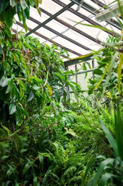 Botanik bahçesinde yetişen kapalı bitkiler. Camların altındaki sera. Yüksek kalite fotoğraf