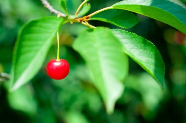 Ağaç dalında olgun kırmızı kiraz, bulanık arkaplan. Yüksek kalite fotoğraf