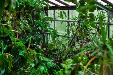 Botanik bahçesinde yetişen kapalı bitkiler. Camların altındaki sera. Yüksek kalite fotoğraf