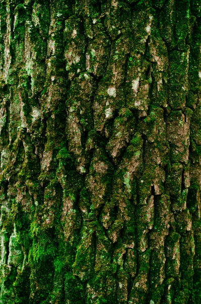 Écorce Vieil Arbre Est Recouverte Endroits Avec Mousse Verte Fond — Photo