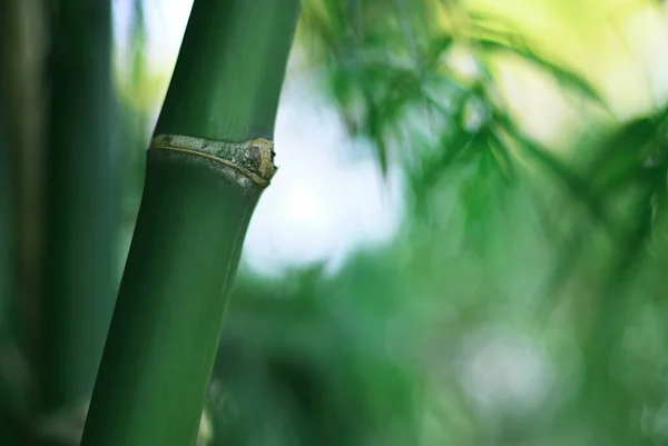 美しい竹林の緑の自然環境の中で穏やかな 清々しい朝の空気と緑の中で竹林を塞ぐ背景がぼやけている — ストック写真