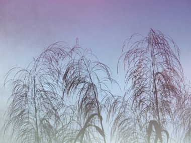 Hafif rüzgârlı çim çiçeklerinin bulanıklığı gün doğumunun erken saatlerinde parlar. İlkbaharda barışçıl ve ilham verici bir kara mizaç..