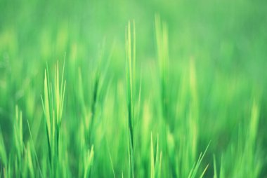 Doğa görüntüsü, sabahın erken saatlerinde tarla tarlasında yeni ekin çekimlerinin ipuçlarını bulanıklaştırdı. Baharda yeşil alan.