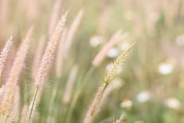 Yaz mevsiminin temiz havasında çimen çiçeğinin üzerinde yumuşak ve ılık bir sabah ışığı. Yazın ve sonbaharın sıcak karşılanması için serin bir toprak görüntüsü. Sakin ve barışçıl çevre kavramı.