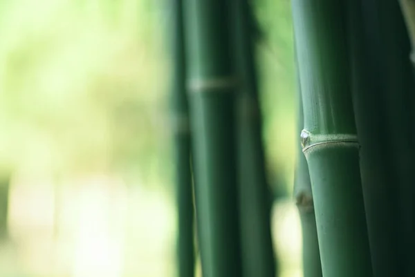 Eine Ruhige Atmosphäre Grüner Natur Mit Wunderschönem Bambuswald Nahaufnahme Bambusbaum — Stockfoto