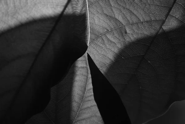 Light and shade on leaves of autumnal greenery atmosphere. Black and white natural foliage background for environmental design.