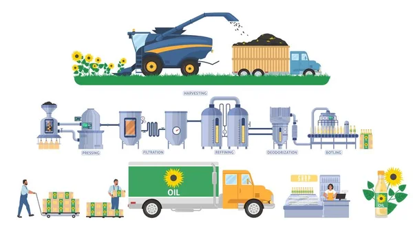 Infographie vectorielle de production d'huile de tournesol. Récolte des semences, transport. Usine de traitement d'huile végétale. Industrie alimentaire. — Image vectorielle