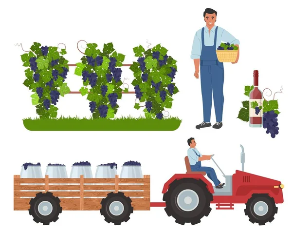 Sklizeň hroznů, plochá vektorová ilustrace. Vinice, farmář s košíkem, traktor přepravující hrozny do vinařství — Stockový vektor