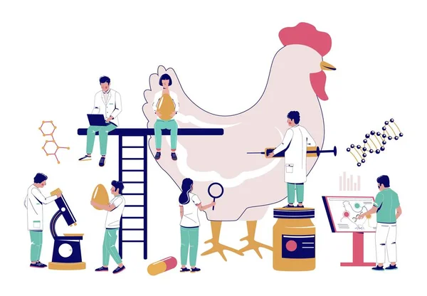 Κοτόπουλο Αντιβιοτικό Φορέα Επιστήμονας Και Κτηνίατρος Γιατρός Κάνει Δοκιμή Και — Διανυσματικό Αρχείο