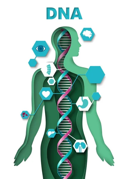 Human Body Dna Molecule Structure Paper Cut Vector Illustration Medical —  Vetores de Stock