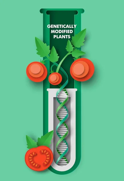 Генетически Модифицированный Векторный Плакат Томатным Растением Прорости Растущие Колбе Тест — стоковый вектор