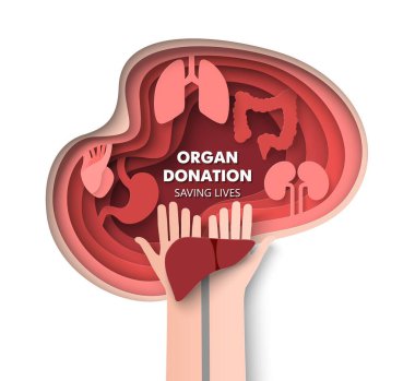 Organ bağışı ve hayat kurtarma 3D vektörü. Kalp, böbrek, akciğer, mide, karaciğer ve bağırsak nakli konsepti. Kağıt kesim sanatında tıbbi afiş veya afiş