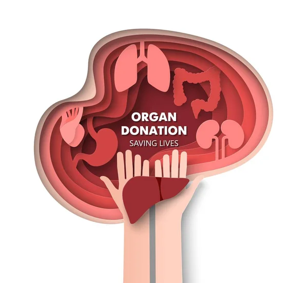 器官捐赠和拯救生命3D载体 肠移植的概念 医用海报或剪纸横幅工艺风格 — 图库矢量图片