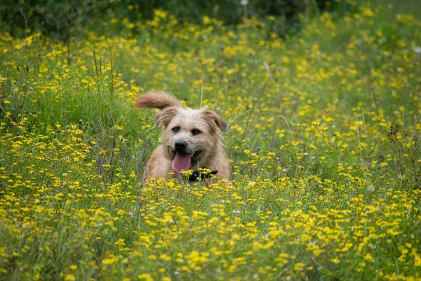 yellow dog in a field of flowers looking happily at the camera w