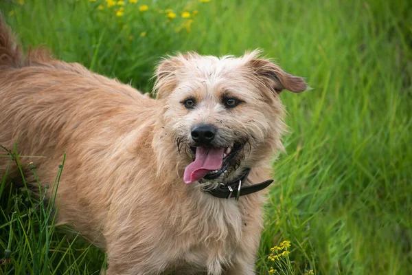 close-up of a yellow dog smiling with its tongue out