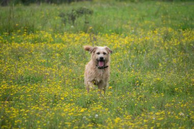 yellow dog in a field of flowers looking happily at the camera w