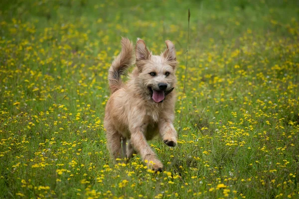 yellow dog in a field of flowers jumping happy