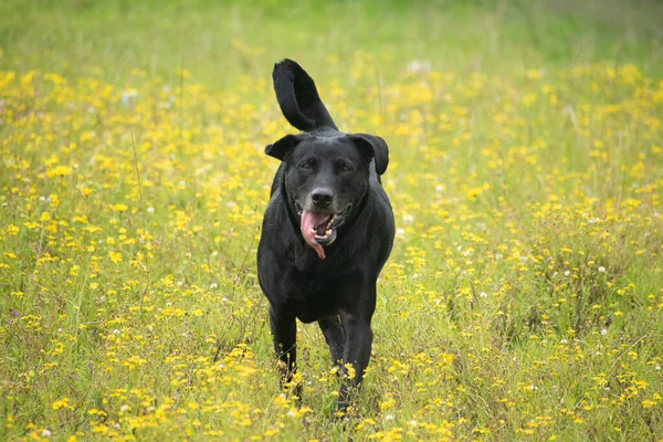 Old Labrador Dog Playing Field Flowers Looking — Stockfoto