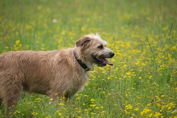 yellow dog in a field with its body on its side