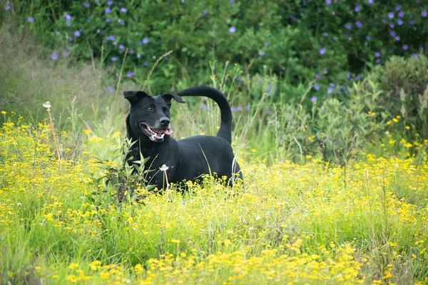 Old Labrador Dog Playing Field Flowers — 스톡 사진