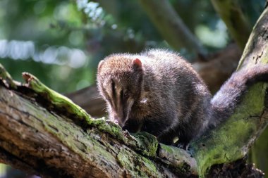 Nasuella olivacea, Andean Andean Coati climbing on a tree trunk 