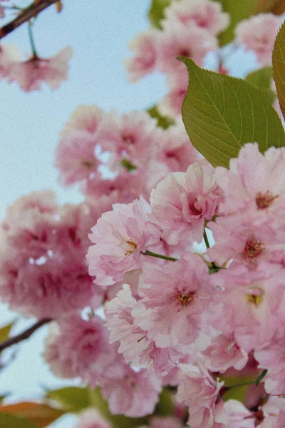 Spring Kyiv Cherry Blossoms Bloomed Park — Photo